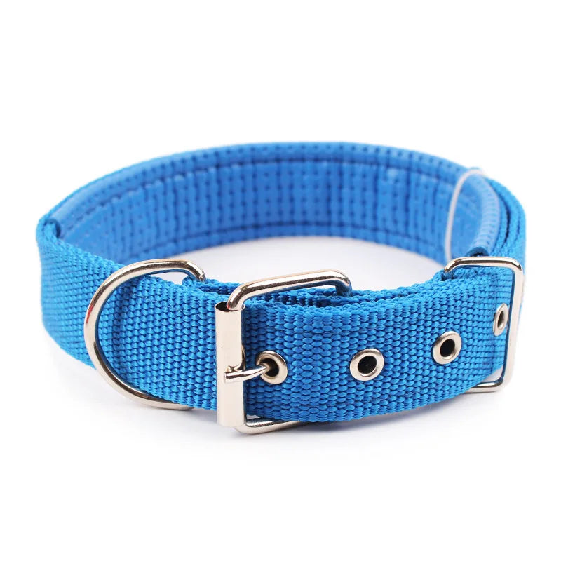 Collier Chien