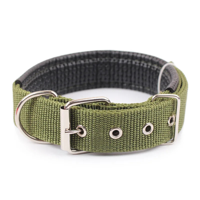 Collier Chien