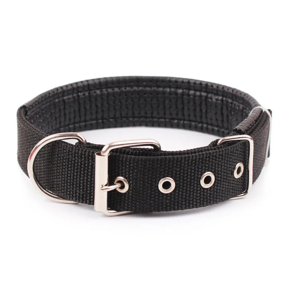 Collier Chien